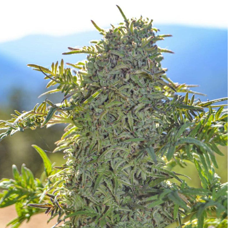 Freakshow Clone: Humbolt