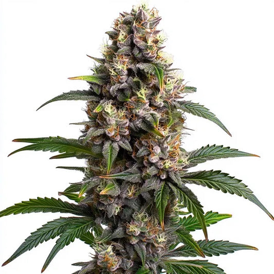 Godfather O.G. Feminised Seed