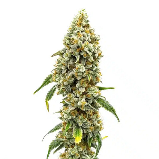CBD Harlequin 1:18 Feminised Seed