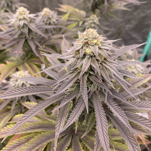 Kings Juice Clone: Green House Seed Co.