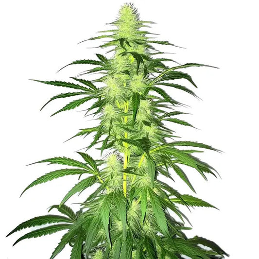 Lambs Bread Feminised Seed