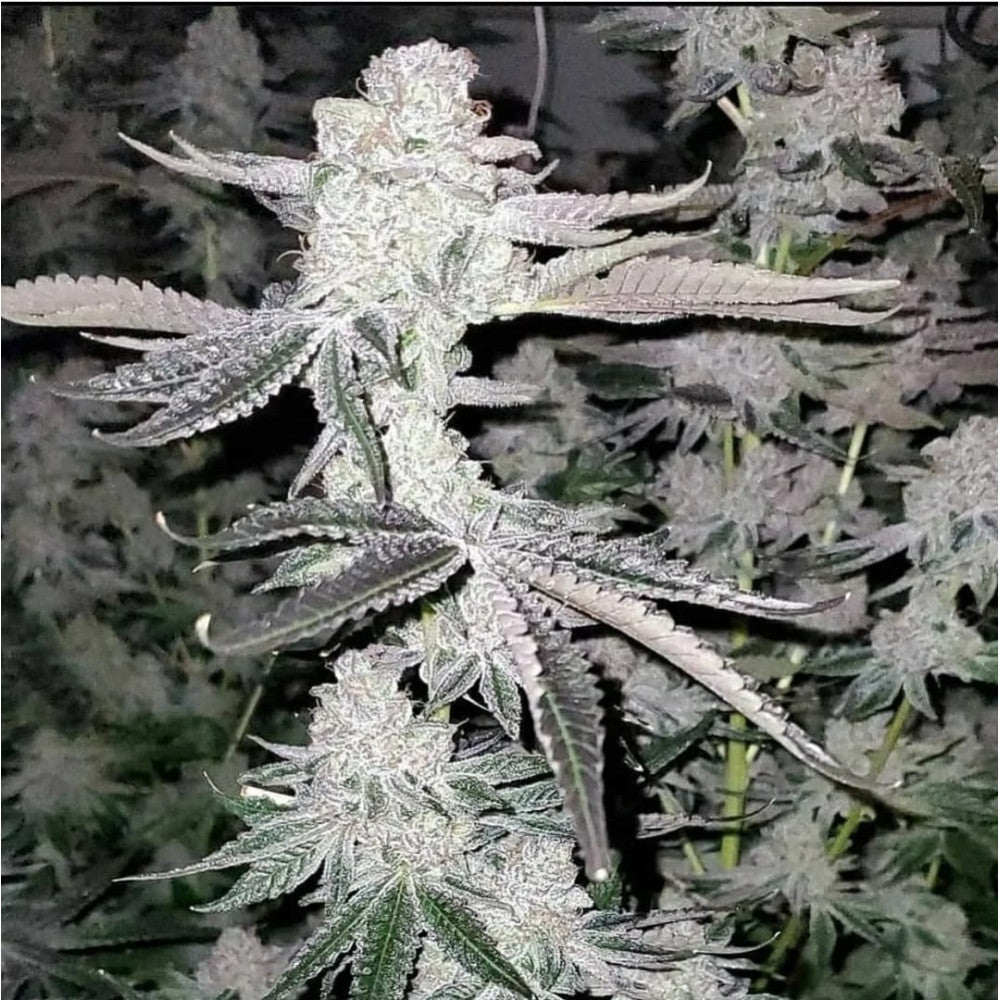 Apple Strudel Clone: Raw Genetics