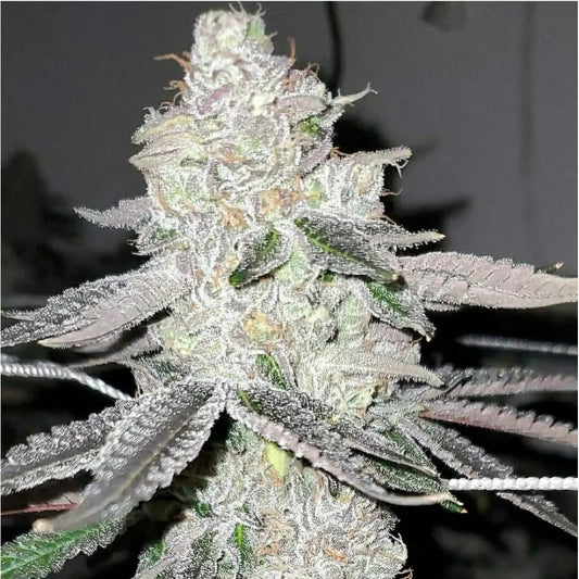 Apple Strudel Clone: Raw Genetics