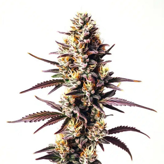 Sunset Sherbet Feminised Seed