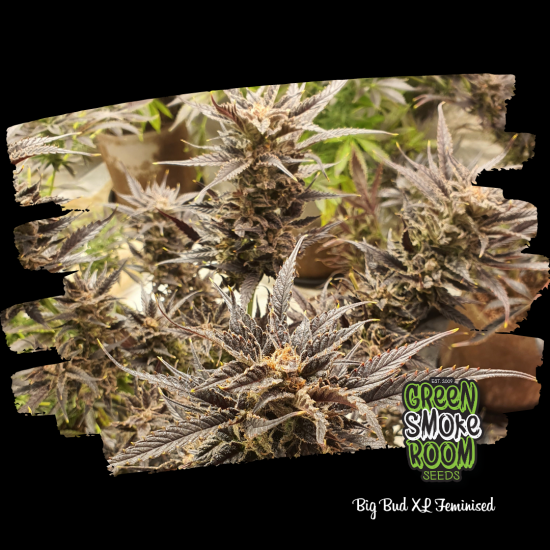 Big Bush Auto Seed