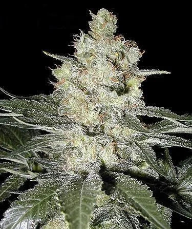 Bruce Banner Feminised Autoflower Seed