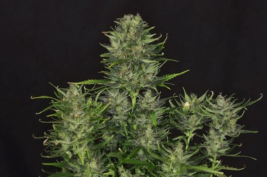 Do-Si-Dos Feminised Seed