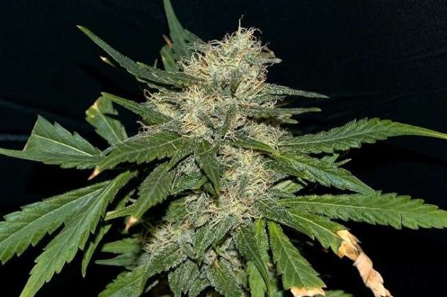 Northern Lights Feminised Seed