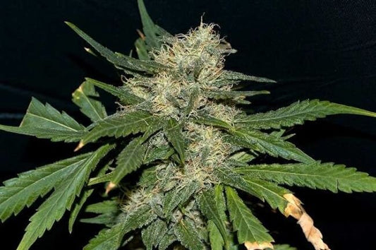 Northern Lights Feminised Seed
