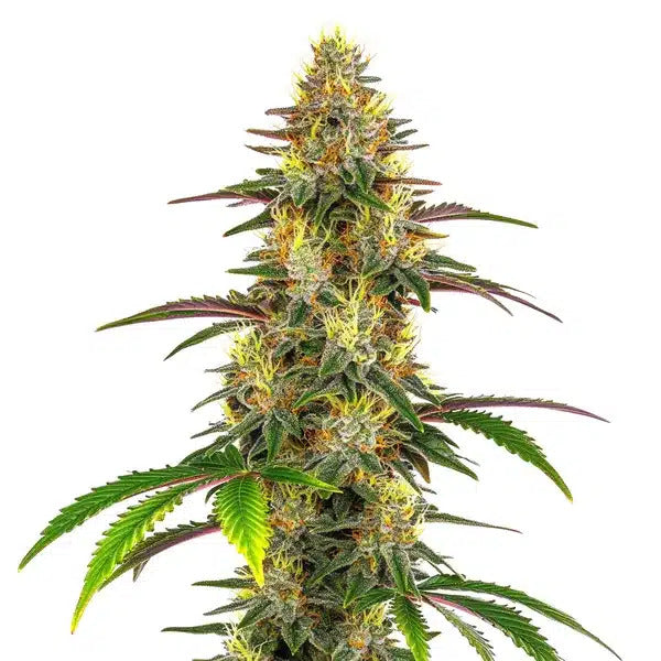 Lemon Garlic OG Feminised Seed