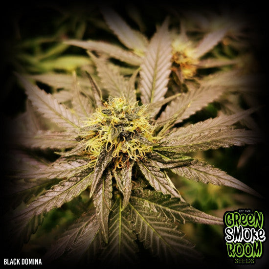 Black Domina Feminised Seed