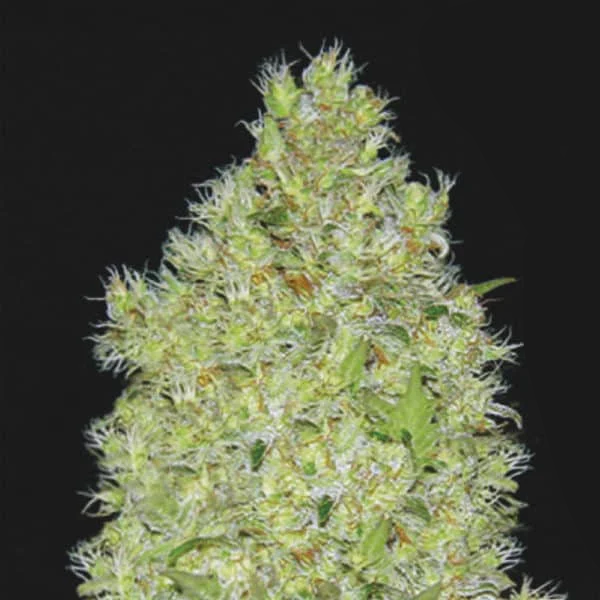 Chronical Feminised Seed