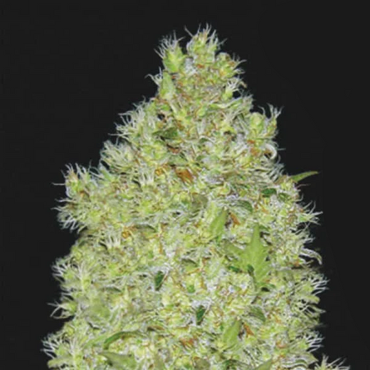 Chronical Feminised Seed