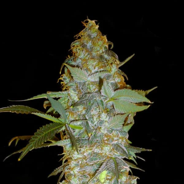 Euforia Special Feminised Seed