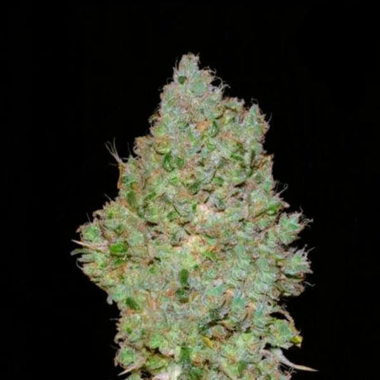 Jack Hair Feminised Seed