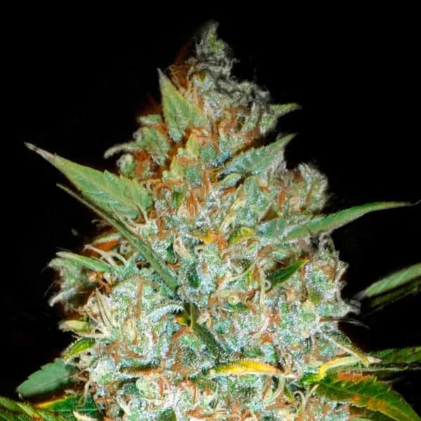 Kali's Mystery Feminised Seed