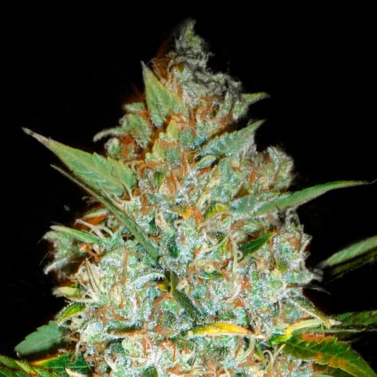 Kali's Mystery Feminised Seed