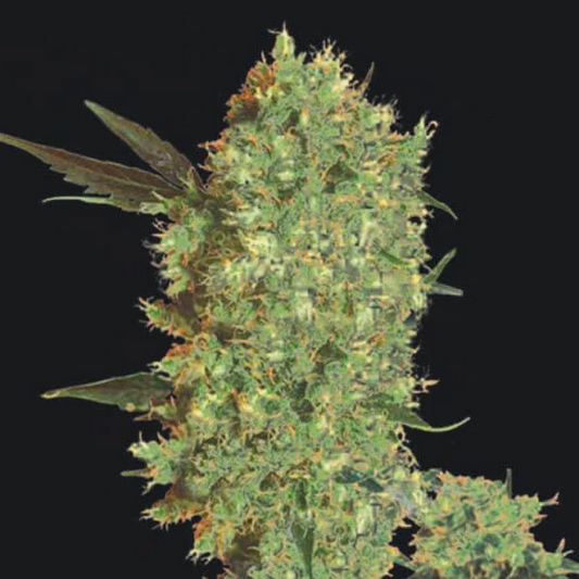 Marley's Bud Feminised Seed