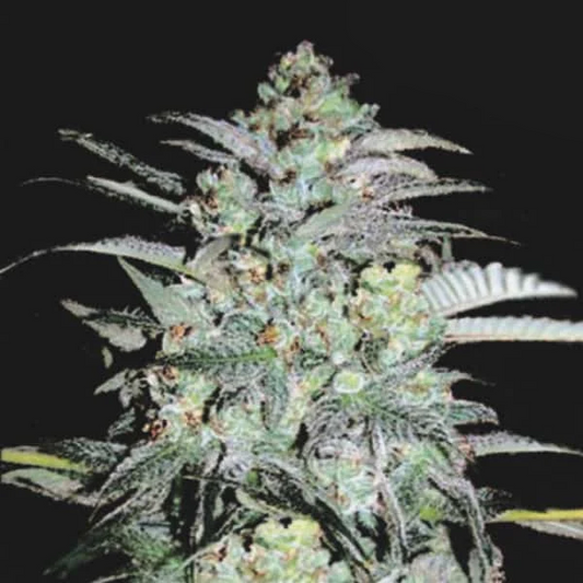 Mazar Extra Feminised Seed