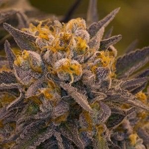 Death Star Feminised Seed