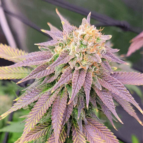 Ghost OG FAST Feminised Seed