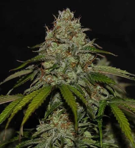 Ghost Train Haze Feminised Autoflower Seed