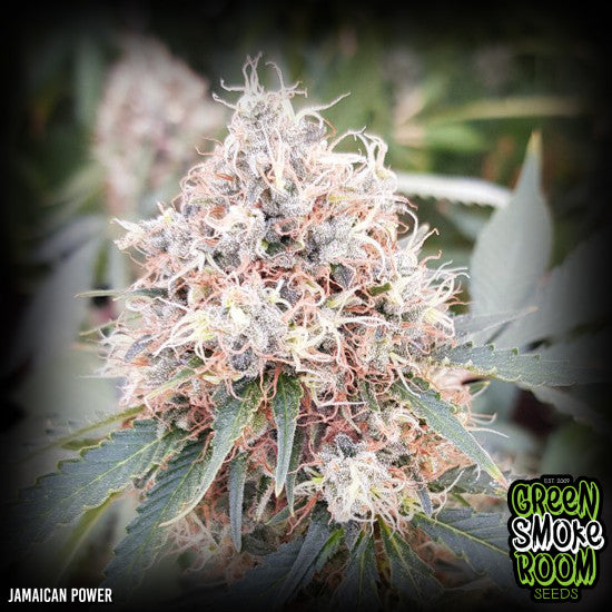 Jamaican Power Feminised Seed