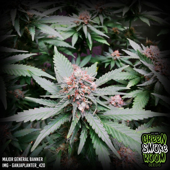 Major General Banner Feminised Seed