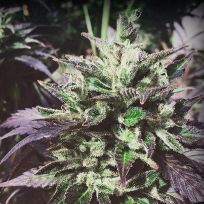 Purple Haze Feminised Seed