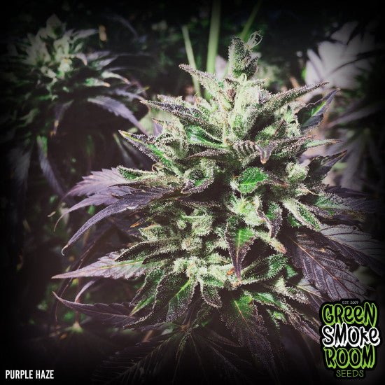 Purple Haze Feminised Seed