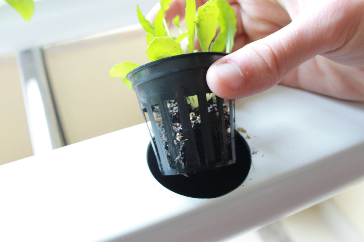 Net Pot Planting Net Pot - Set of 50 β Plant Living